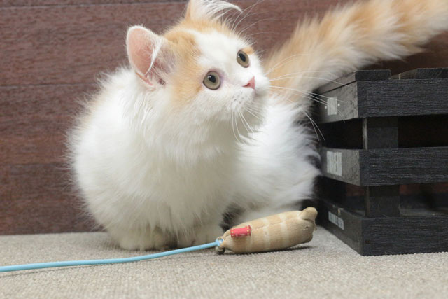 ミヌエット MIR713 子猫写真.5