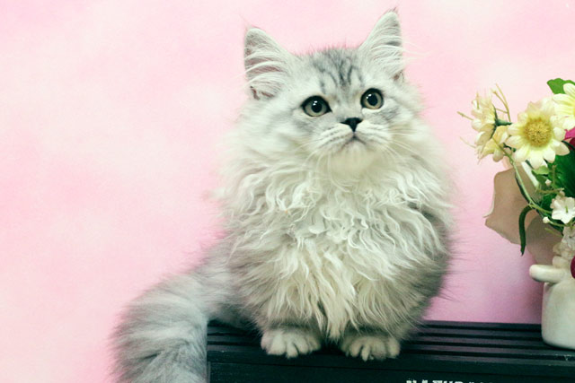 ミヌエット MIR623 子猫写真（6枚目）