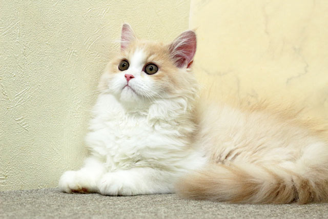 ミヌエット MIR711 子猫写真2