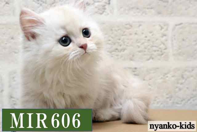 MIR606詳細ページへ｜リンク案内画像