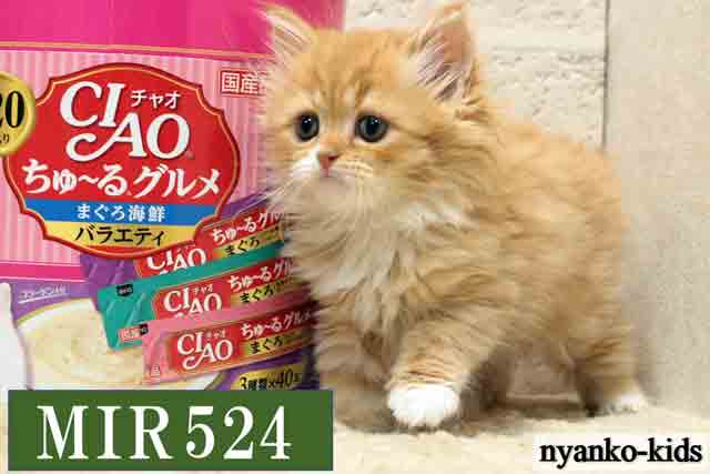 ミヌエット　並足　MIR524　女の子