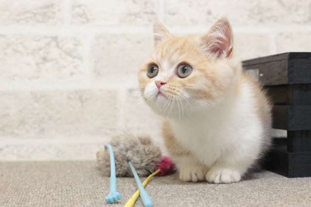 ミヌエット MIR709 子猫写真1