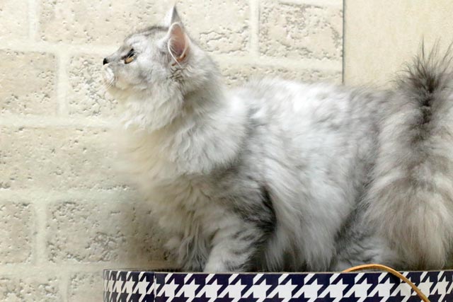 マンチカン MAR501 子猫写真.7