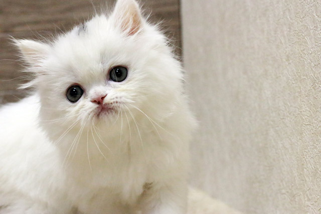 マンチカン MAR435 子猫写真.6