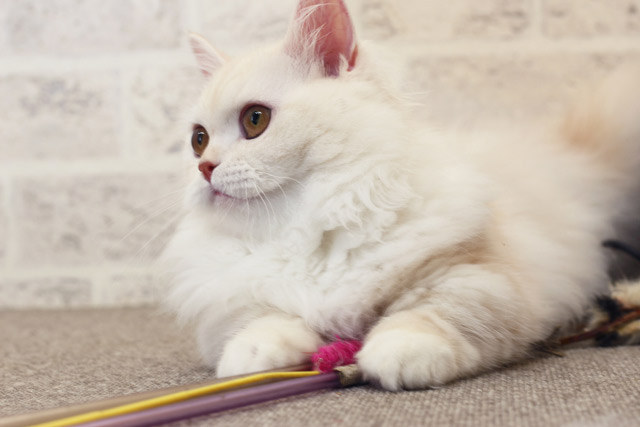 ミヌエット MIR702 子猫写真（8枚目）