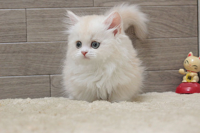 ミヌエット MIR522 子猫写真.2