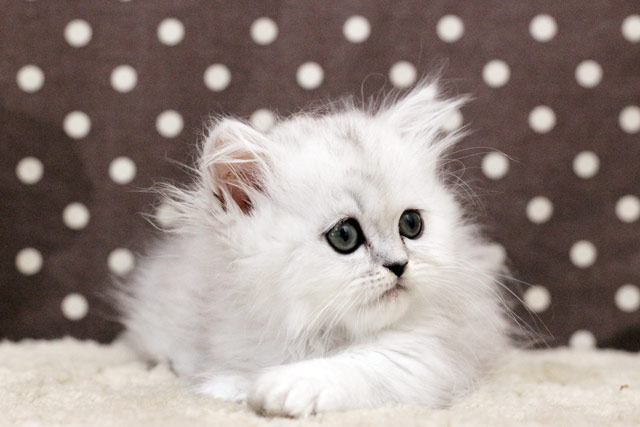 ミヌエット MIR318 子猫写真.4