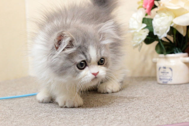 ミヌエット MIR705 子猫写真（5枚目）