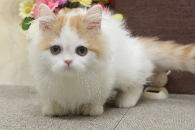 ミヌエット MIR713 子猫写真.6