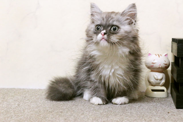 マンチカン MAR614 子猫写真.4