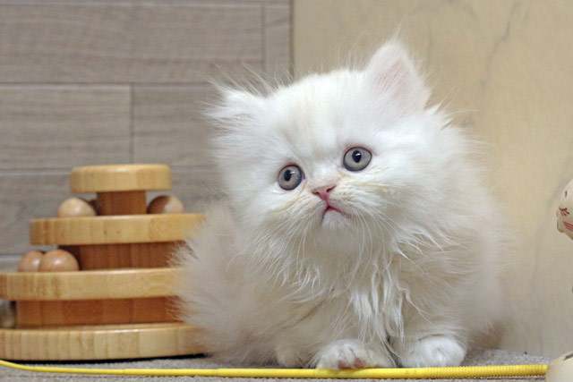 ミヌエット MIR807 子猫写真3
