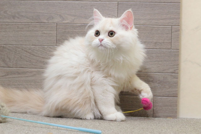 ミヌエット MIR715 子猫写真4