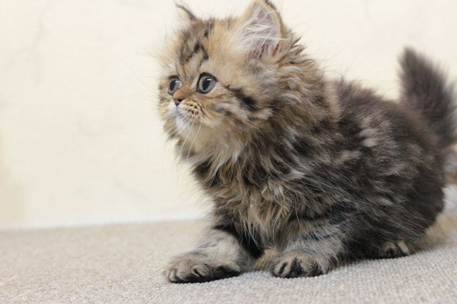 ミヌエット MIR707 子猫写真（9枚目）