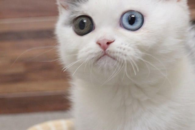 ミヌエット MIR706 子猫写真.5