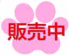 販売中。ご家族募集。