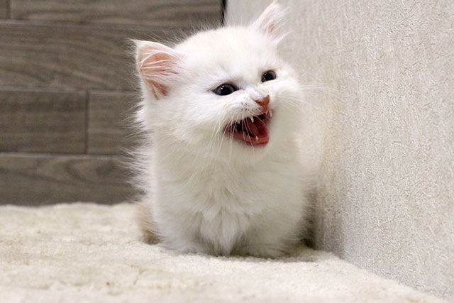 マンチカン MAR504 子猫写真.7