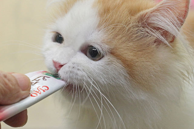 ミヌエット MIR713 子猫写真.4