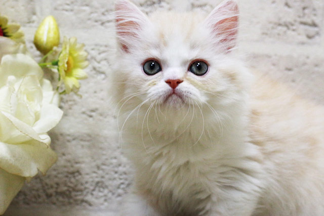 ミヌエット MIR411 子猫写真.2