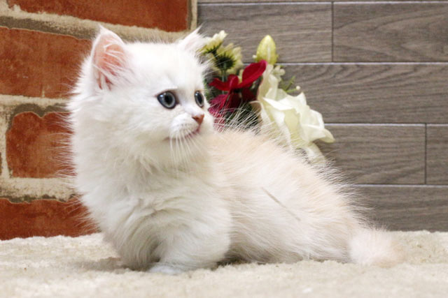マンチカン MAR504 子猫写真.5