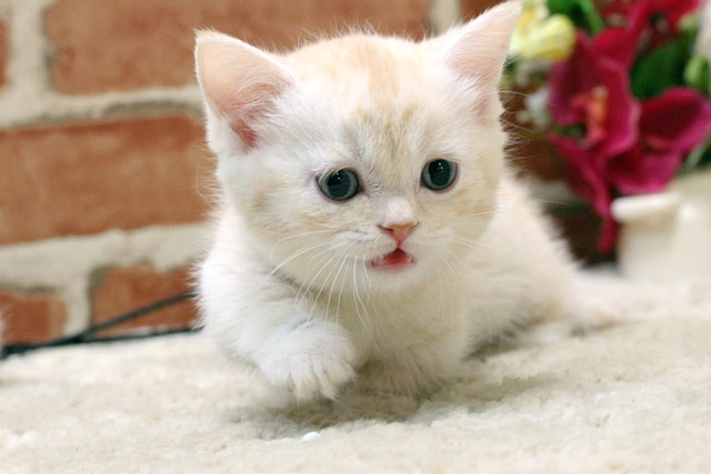 マンチカン MAR502 子猫写真.4