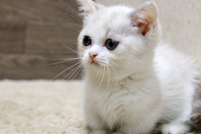 マンチカン 短足（MAR433） - 【ニャンコキッズ】子猫ブリーダー