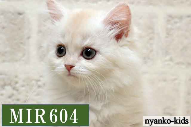 ミヌエット　並足　MIR604　女の子