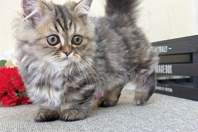 ミヌエット MIR712 子猫写真