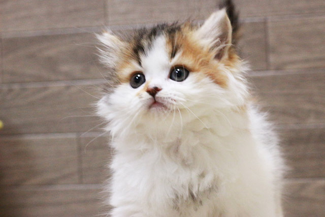 マンチカン MAR436 子猫写真.2