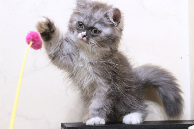マンチカン MAR614 子猫写真.5