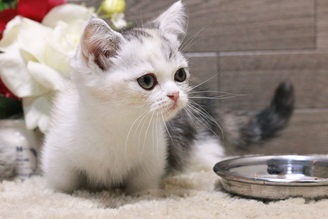 マンチカン MAR434 子猫写真.7