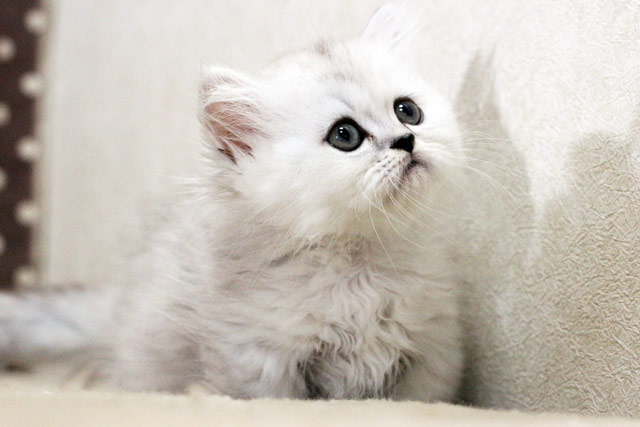 ミヌエット MIR318 子猫写真.2