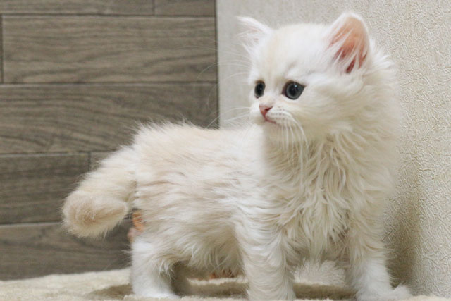 ミヌエット MIR513 子猫写真.3