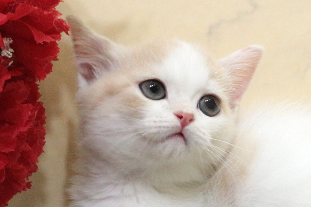 ミヌエット MIR718 子猫写真8
