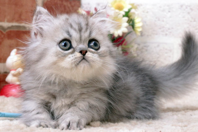 ミヌエット MIR620 子猫写真（5枚目）