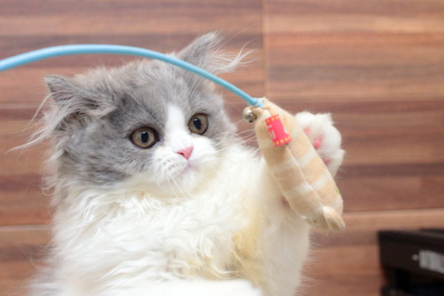 ミヌエット MIR704 子猫写真（2枚目）