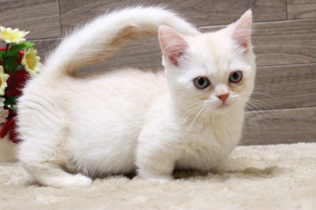 マンチカン MAR427 子猫写真.4