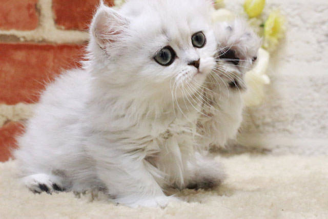 ミヌエット MIR407 子猫写真.4