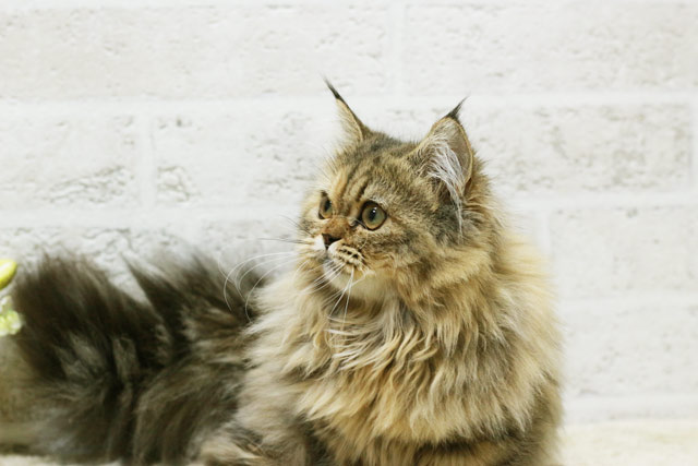 マンチカン MAR313 子猫写真.3