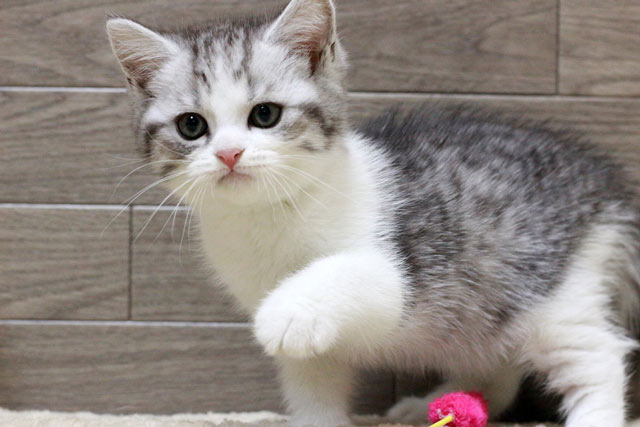 マンチカン MAR432 子猫写真.4