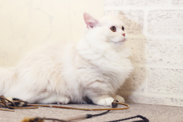 ミヌエット MIR702 子猫写真（4枚目）