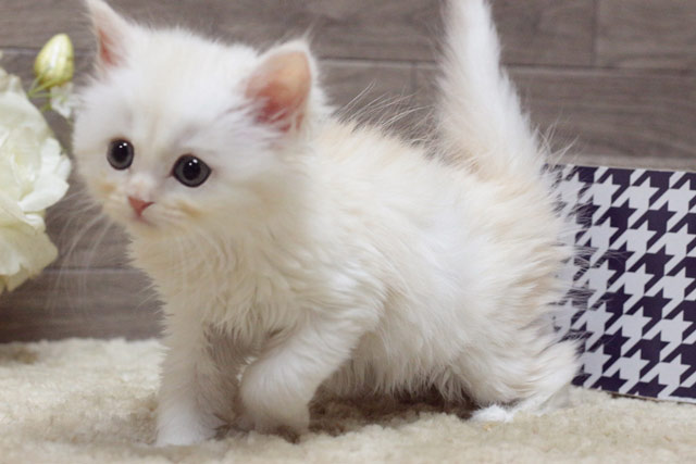 ミヌエット MIR518 子猫写真.6
