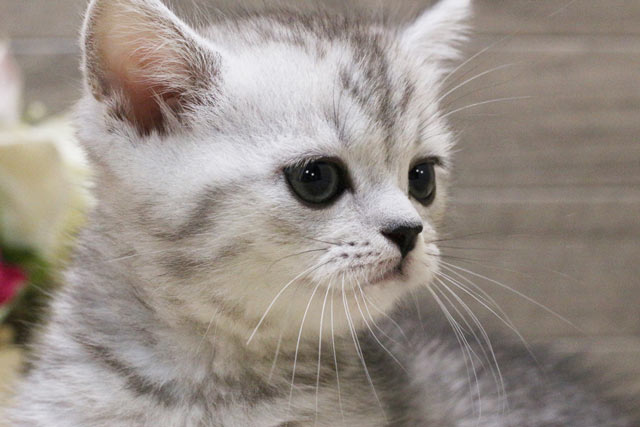 マンチカン MAR503 子猫写真.4