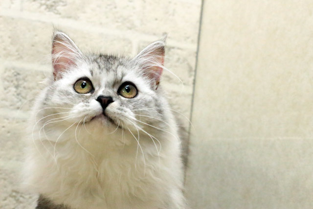 マンチカン MAR501 子猫写真.6