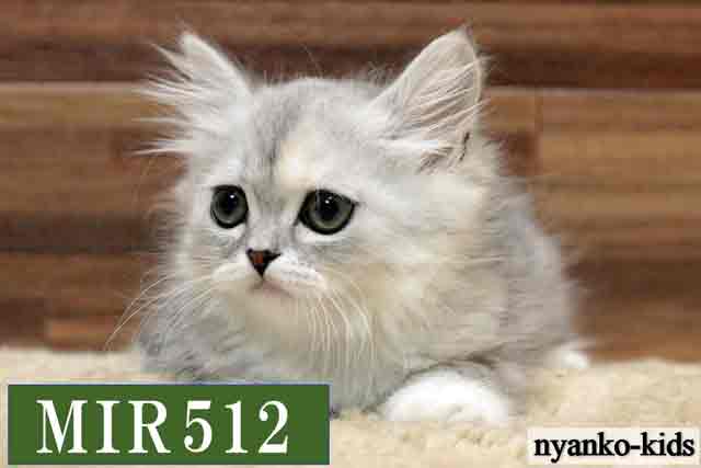 ミヌエット　並足　MIR512　女の子