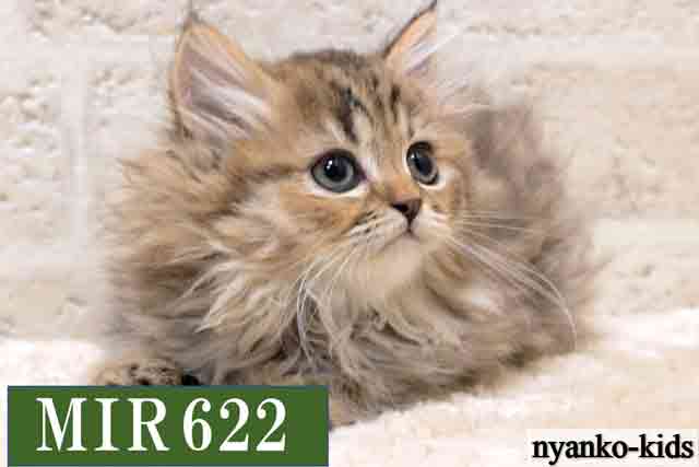 ミヌエット　並足　MIR622　女の子