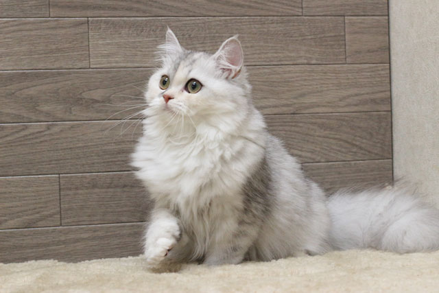 ミヌエット MIR511 子猫写真.2