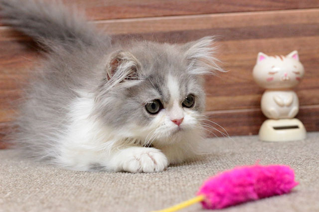 ミヌエット MIR705 子猫写真（4枚目）