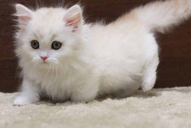 ミヌエット MIR409 子猫写真.3