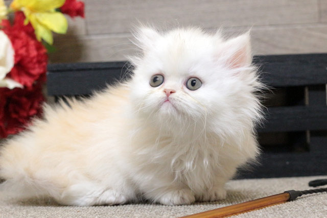 ミヌエット MIR806 子猫写真5