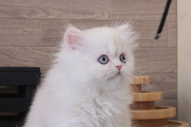 ミヌエット MIR804 子猫写真7